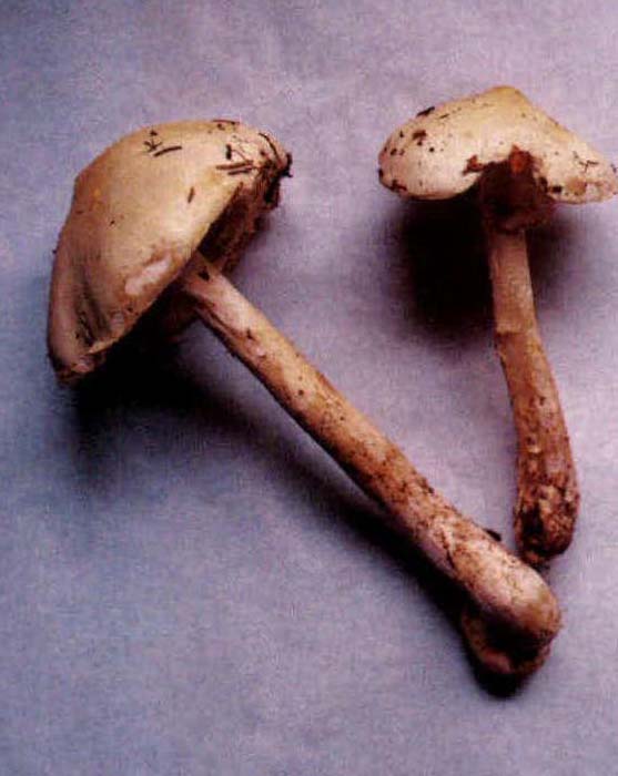 Stropharia albonitens (Fr) Karst.